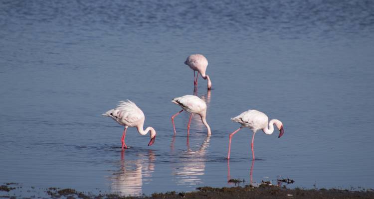 4 jours de safari à Nakuru et au Masai Mara au Kenya - Primate World Safaris (U) Ltd 10