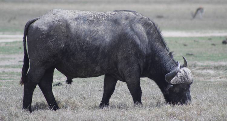 7 days Masai Mara Family Adventure - Primate World Safaris (U) Ltd 1