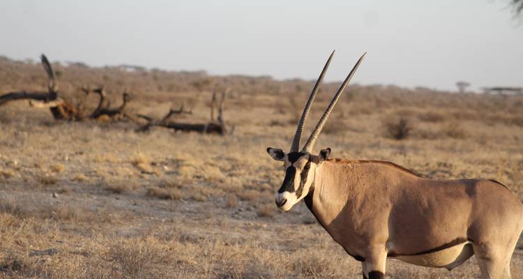 7 days Masai Mara Family Adventure - Primate World Safaris (U) Ltd 3