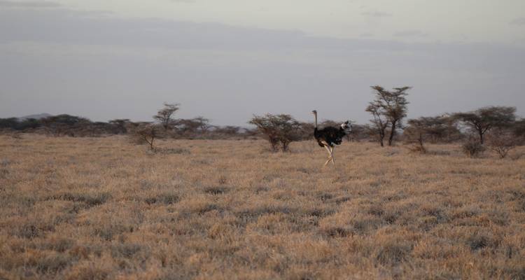 7 days Masai Mara Family Adventure - Primate World Safaris (U) Ltd 4