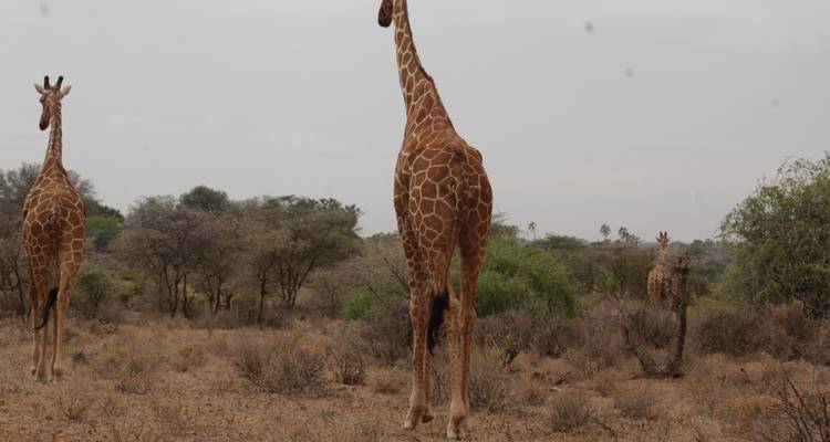 7 days Masai Mara Family Adventure - Primate World Safaris (U) Ltd 7