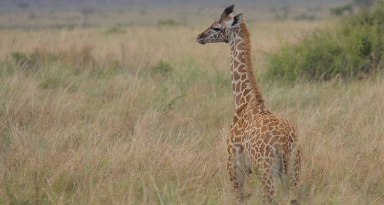 Kenia | safari de 9 días y escapada a la playa - Follow Alice 1