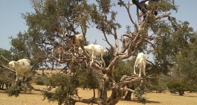 Geiten die op boomtakken zitten in een droog landschap.