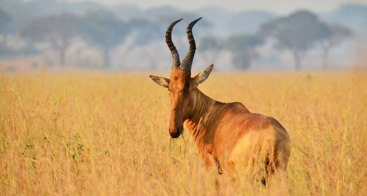 7 days Ngorongoro and Serengeti Explorer Luxury Safari - Primate World Safaris (U) Ltd 2