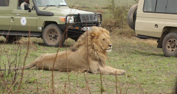 7 days Ngorongoro and Serengeti Explorer Luxury Safari - Primate World Safaris (U) Ltd 3