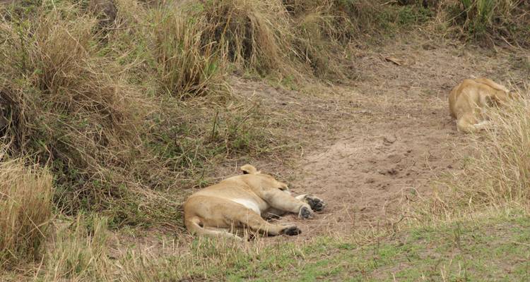 7 days Ngorongoro and Serengeti Explorer Luxury Safari - Primate World Safaris (U) Ltd 4