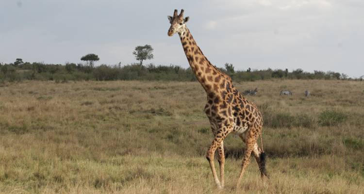7 days Ultimate Northern Tanzania Safari Experience - Primate World Safaris (U) Ltd 1