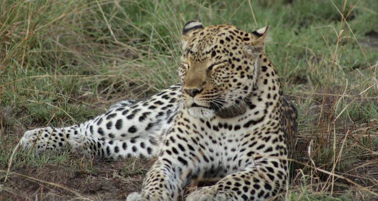 7 days Ultimate Northern Tanzania Safari Experience - Primate World Safaris (U) Ltd 2