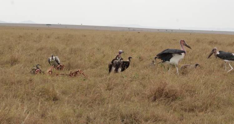 7 days Ultimate Northern Tanzania Safari Experience - Primate World Safaris (U) Ltd 3