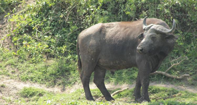 7 days Ultimate Northern Tanzania Safari Experience - Primate World Safaris (U) Ltd 6