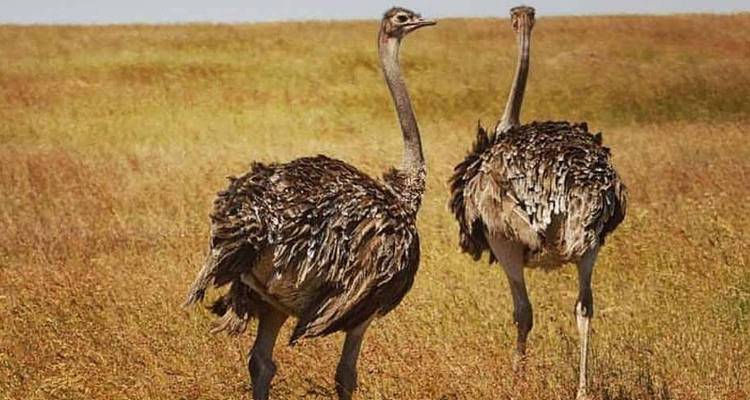 Aventure en camping en Tanzanie - Pure African Expeditions 3