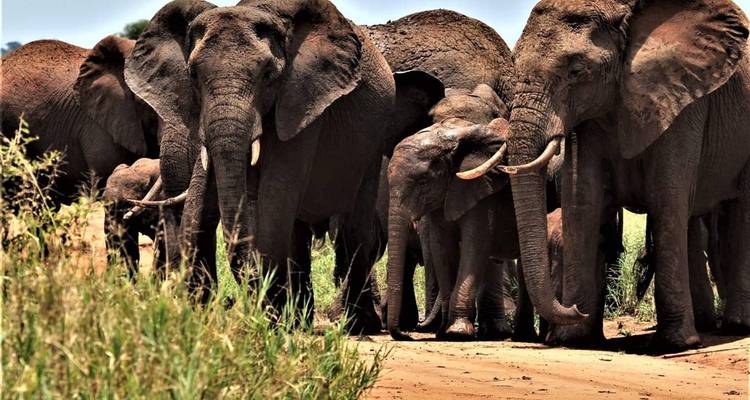Aventure en camping en Tanzanie - Pure African Expeditions 4