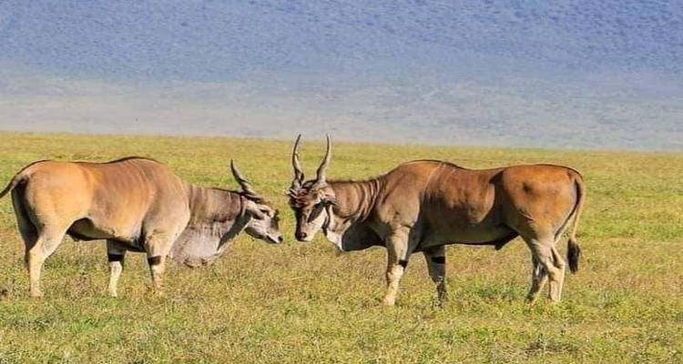 Circuito de un día al Parque Nacional de Tarangire - Spider Tours and Safaris 3
