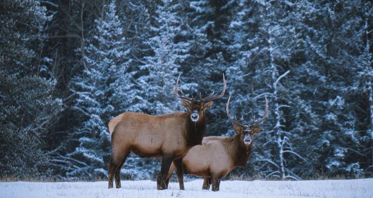 Paquete Multiactividad de invierno en Banff - Landsby 6