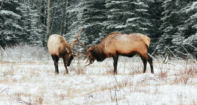 Grand Hotels of the Canadian Rockies - Landsby 7