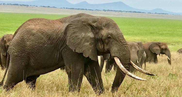 Safari privado inolvidable de 6 días por Kenia - Professional Safari Africa 7