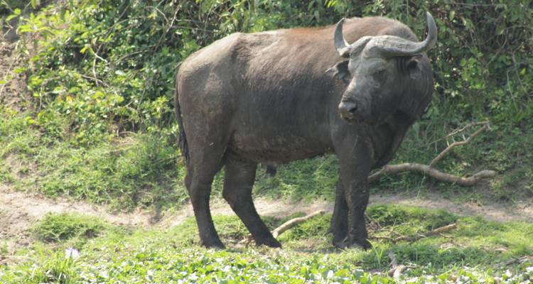 3 days Ngorongoro Wildlife Safari - Primate World Safaris (U) Ltd 1