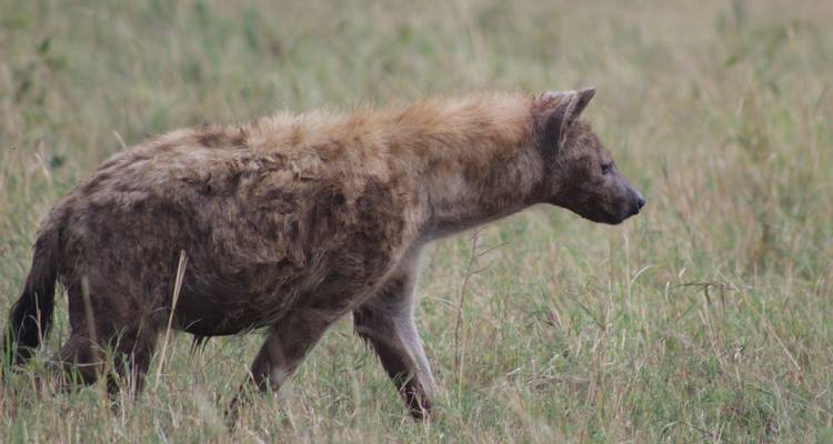3 days Ngorongoro Wildlife Safari - Primate World Safaris (U) Ltd 2