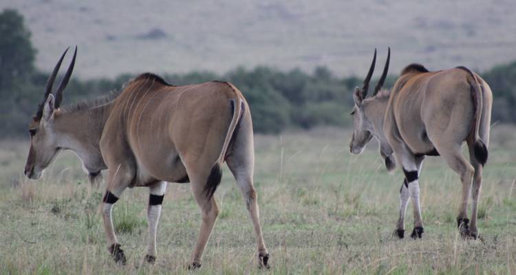 3 days Ngorongoro Wildlife Safari - Primate World Safaris (U) Ltd 3