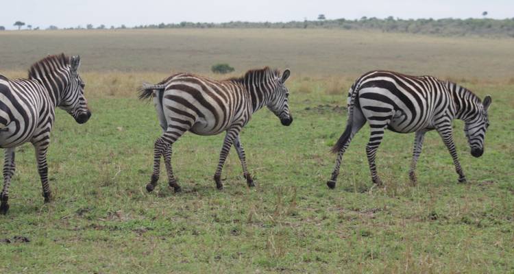 3 days Ngorongoro Wildlife Safari - Primate World Safaris (U) Ltd 4