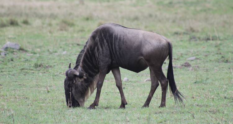 3 days Ngorongoro Wildlife Safari - Primate World Safaris (U) Ltd 6