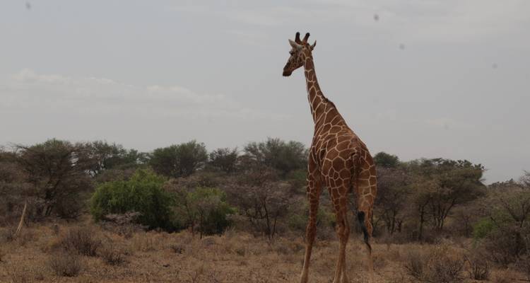 Safari de 5 jours dans la Tanzanie du Nord - Primate World Safaris (U) Ltd 2