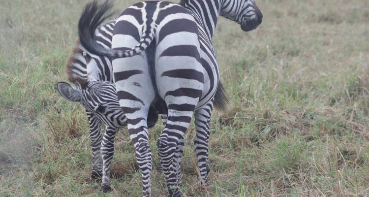 Safari de 5 jours dans la Tanzanie du Nord - Primate World Safaris (U) Ltd 4
