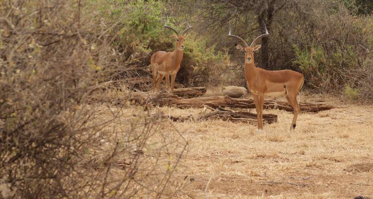 Safari de 5 jours dans la Tanzanie du Nord - Primate World Safaris (U) Ltd 6