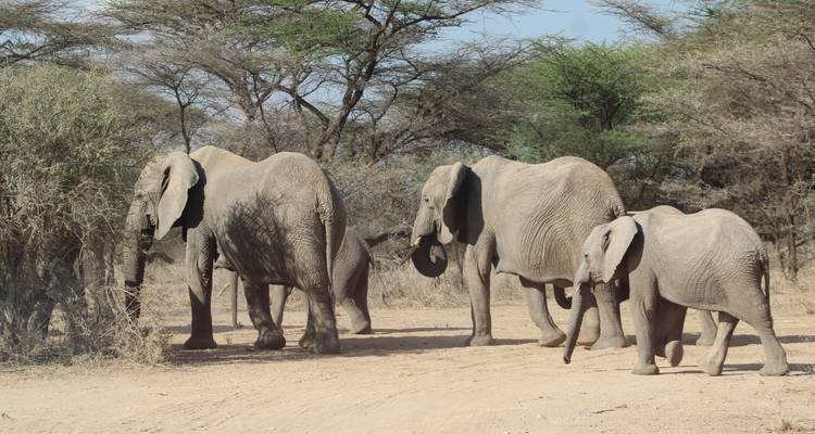 Safari de 5 jours dans la Tanzanie du Nord - Primate World Safaris (U) Ltd 7