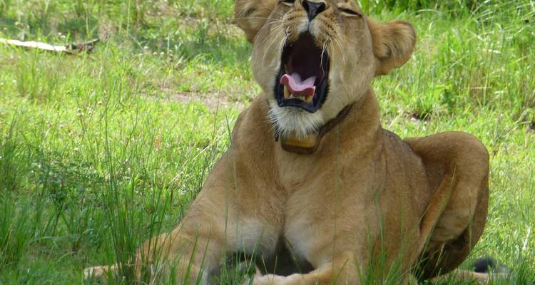 Safari de 4 días por el cráter del Ngorongoro y el lago Manyara - Primate World Safaris (U) Ltd 1