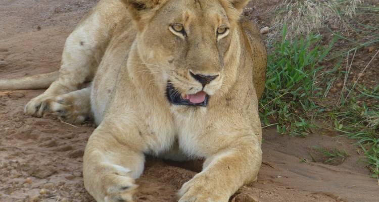 Safari de 4 días por el cráter del Ngorongoro y el lago Manyara - Primate World Safaris (U) Ltd 2