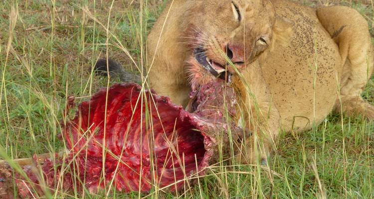 Safari de 4 días por el cráter del Ngorongoro y el lago Manyara - Primate World Safaris (U) Ltd 3