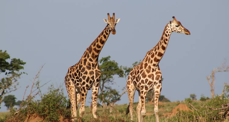 Safari de 4 días por el cráter del Ngorongoro y el lago Manyara - Primate World Safaris (U) Ltd 4