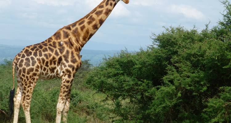 Safari de 4 días por el cráter del Ngorongoro y el lago Manyara - Primate World Safaris (U) Ltd 6
