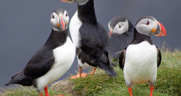 Des macareux moines perchés sur des falaises herbeuses.