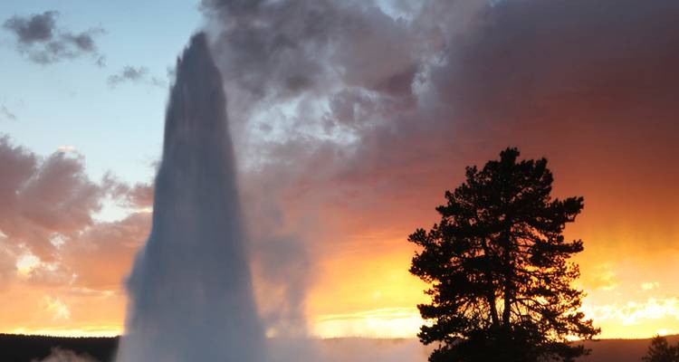 El géiser Old Faithful erupciona contra un cielo de puesta de sol ardiente junto a un árbol de pino silueteado.