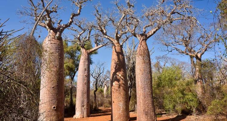 Safari en groupe à Madagascar | Circuit classique - HT Agency Tours 4