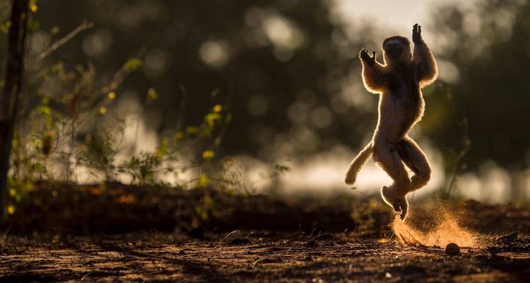 Safari en groupe à Madagascar | Circuit classique - HT Agency Tours 1
