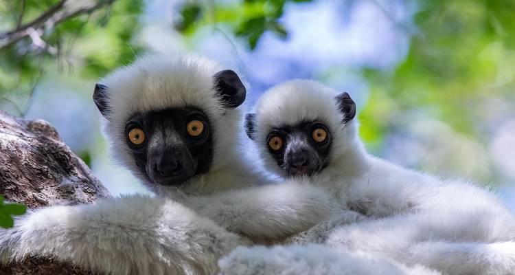 Safari en groupe à Madagascar | Circuit classique - HT Agency Tours 7