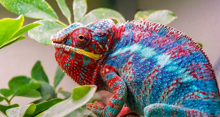 Safari en groupe à Madagascar | Circuit classique - HT Agency Tours 9