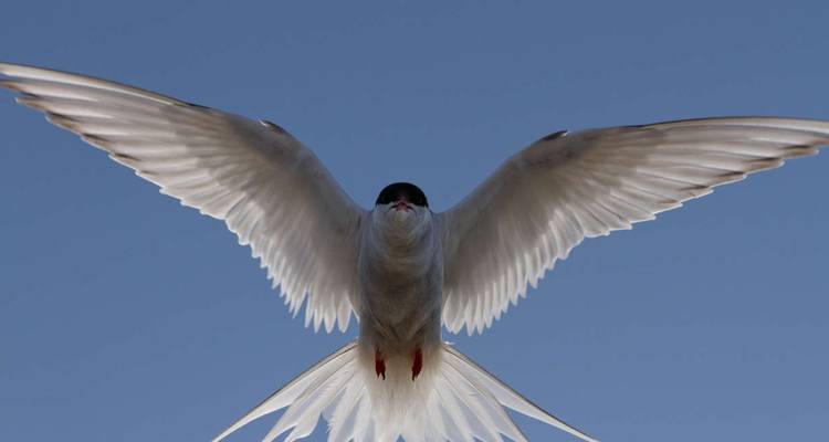 Spitsbergen, Groenlandia e Islandia - M/V Greg Mortimer - Reverso - Explore! 2