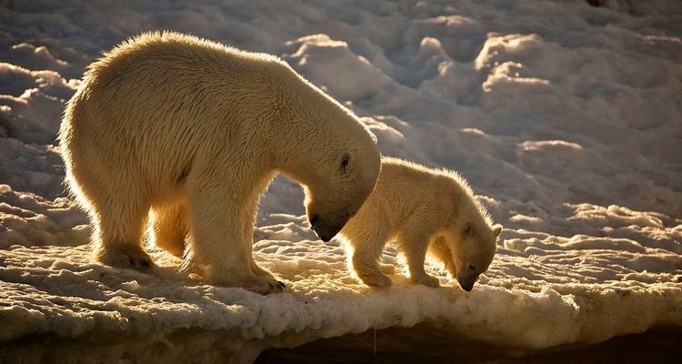 Spitsbergen, Groenlandia e Islandia - M/V Greg Mortimer - Reverso - Explore! 6