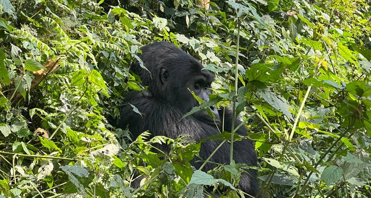 5 días Ruanda gorilas y Monos Dorados - Primate World Safaris (U) Ltd 1