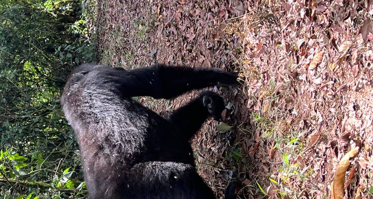 10 days Rwanda Chimps & Gorillas Discovery - Primate World Safaris (U) Ltd 1