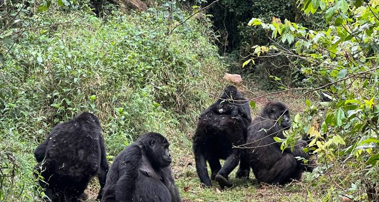 10 days Rwanda Chimps & Gorillas Discovery - Primate World Safaris (U) Ltd 4