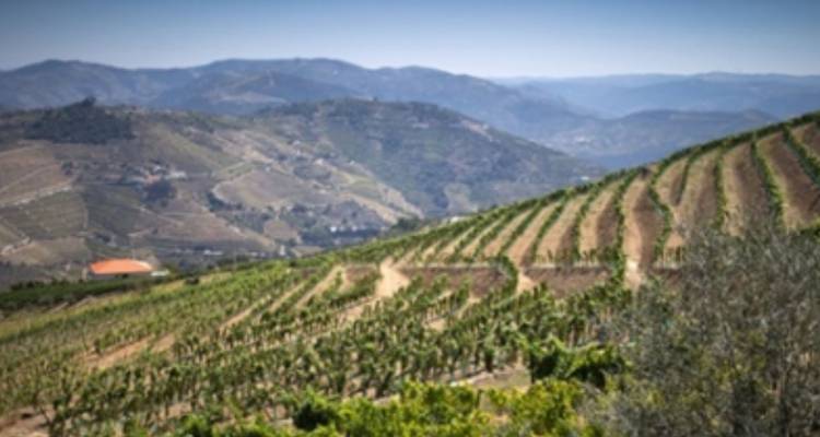 Excursión autoguiada a pie por la región vinícola del Duero - Authentic Trails 2