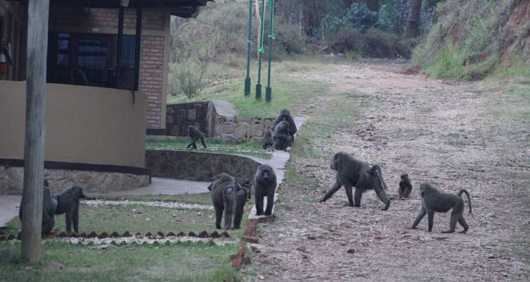 10 days Classic Rwanda Safari - Primate World Safaris (U) Ltd 3