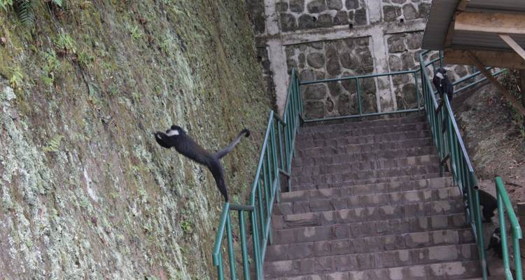 10 days Classic Rwanda Safari - Primate World Safaris (U) Ltd 8