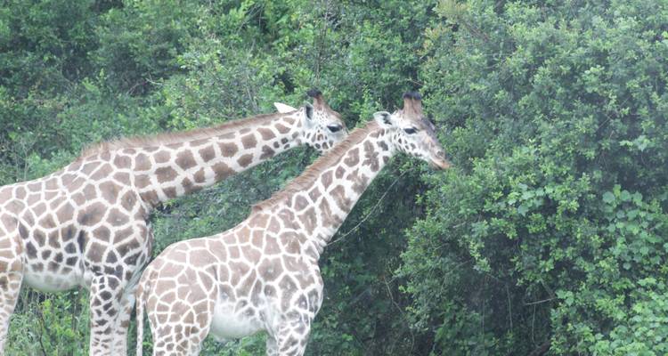 9 days Wildlife & Gorilla Trekking Holiday - Primate World Safaris (U) Ltd 1