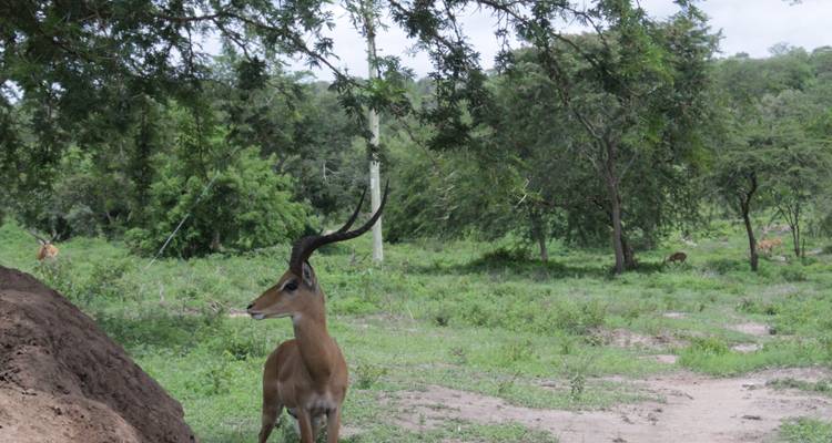 9 days Wildlife & Gorilla Trekking Holiday - Primate World Safaris (U) Ltd 8